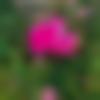 woman seeking men Baran near me photo - Susmita
