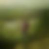 Male Photo - Anshul