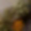 Female Photo - Basanti