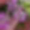 woman seeking men Duliajan near me photo - Nanu