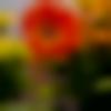 Female Photo - Usha