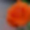 Single Male - Sajjanapu