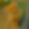 woman seeking men Pratapgarh near me photo - Muskan