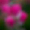 Male Photo - Lokesh