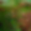 Chaibasa Male, photo - Rohit