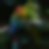 Lalru Male, photo - Surya