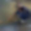 Single Male - Mujeeb