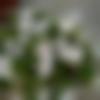 woman seeking men Suratgarh near me photo - Rekha