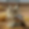 woman seeking men Kalimpong near me photo - Lhamu