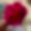 woman seeking men Jammalamadugu near me photo - Jinkala