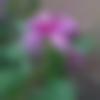 Female Photo - ??????