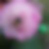woman seeking men Vaikom near me photo - Reshma