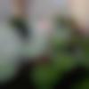 Matrimony Female Profile Kozhikode