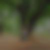 Orissa single Male - Bibek