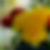 woman seeking men Anuppur near me photo - Sap