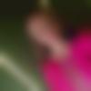 Single Female - Gayatri