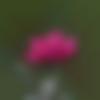 Single Female - Shaik