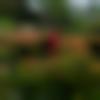 woman seeking men Lumding near me photo - Dipshikha