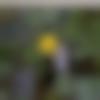 Single Male - Sachin
