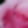 woman seeking men Barbigha near me photo - Banu