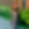 Single Female - Hamna