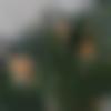 Single Female - Aiay