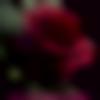 woman seeking men Irinjalakuda near me photo - Sujitha