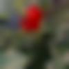 Single Female - Afrida