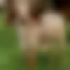 Male Photo - Satu