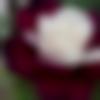 woman seeking men Sambhal near me photo - Priya