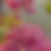 Single Female - Achu