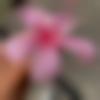 woman seeking men Chikmagalur near me photo - Shruti