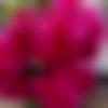 woman seeking men Andhra Pradesh photo - Sreeparna