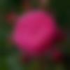 Single Female - Suhana