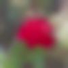 woman seeking men Jamkhandi near me photo - Laxmi