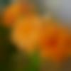 Male Photo - Sk