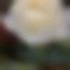 woman seeking men Krishnagiri near me photo - Divya