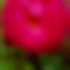 Himachali Ladies, Woman Seeking Men Photo - Rim