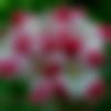 Lohardaga Male Photo - G