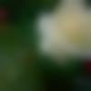 woman seeking men Palakkad near me photo - Nitha