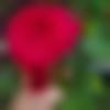 woman seeking men Ernakulam near me photo - Disha