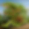 Male Photo - Annup