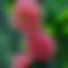 woman seeking men Pauri near me photo - Shanvi