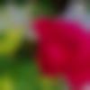 woman seeking men Shyampur near me photo - ??????