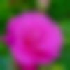 Male Photo - Pradeep