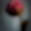 woman seeking men Dhubri near me photo - Riya