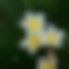 woman seeking men Tuljapur near me photo - Shriyashmahesh