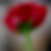 woman seeking men Bhilwara near me photo - Pooja