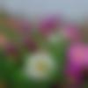 woman seeking men Shyampur near me photo - Shilpa