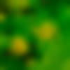 woman seeking men Raiganj near me photo - Nasima